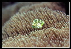 Cute filefish.Nikon F100,105mm,f11,1/60,YS-120,RVP100. by Allen Lee 